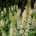 Aesculus parviflora fleur